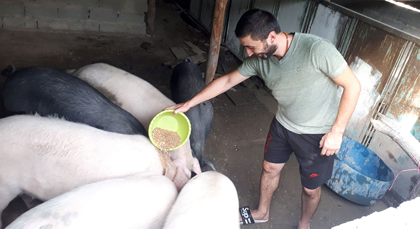 Shota feeding pigs in Georgia